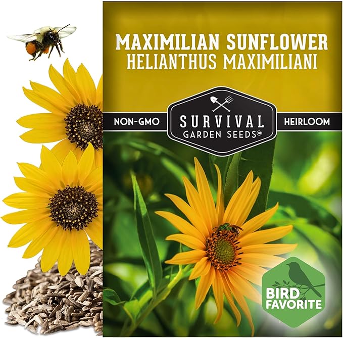 Survival Garden Seeds - Maximilian Sunflower (Helianthus maximiliani) | 10-Foot Prairie Giant | Fall Blooming Pollinator Magnet | North American Native Wildflower Seed for Planting - 1 Pack