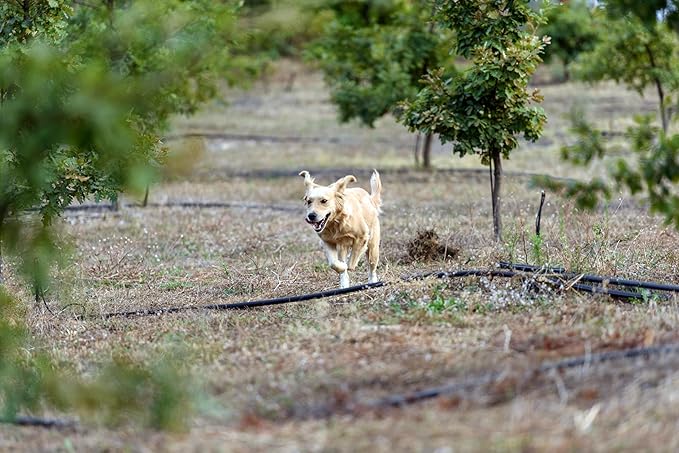Dryas White Truffle Oil | Made from Wild Greek Truffles and Greek Extra Virgin Olive Oil | Harvested by Our Trained Dogs in the Mountain Forests of Northern Greece