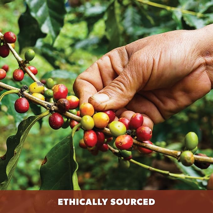 Low Acid Organic Coffee ??Whole Bean, Mold-Free & Stomach Friendly by Java Planet, Cinnamon and Vanilla, Medium Dark Roast, Arabica Gourmet Coffee Grade A, Smithsonian Bird Friendly, 1LB Bag