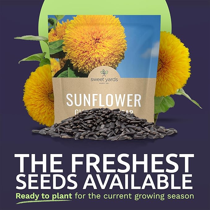 Giant Teddy Bear Sunflower Seeds - Extra Large 1 Ounce Packet - Over 1,200 Fresh Open Pollinated Non-GMO Flower Seeds - Helianthus annus - Hundreds of Fluffy Yellow Petals