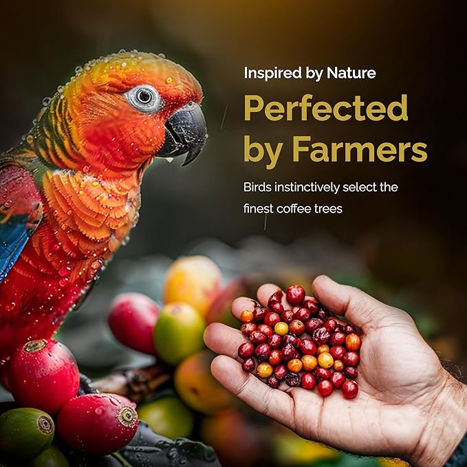 Birdee Robusta Coffee Beans ??16 oz, Medium Roast, Whole Bean, 100% Robusta, Low Acid, High Caffeine, Single Origin, Fine Robusta Standard, Hand Picked from Vietnam