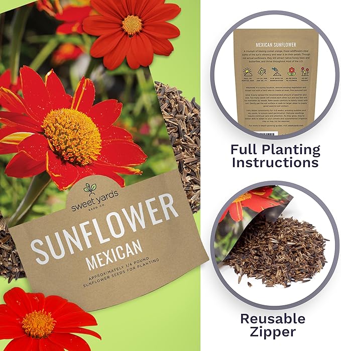 Mexican Sunflower Seeds – Bulk Quarter Pound Bag – Over 10,000 Open Pollinated Non-GMO Wildflower Seeds – Tithonia rotundifolia