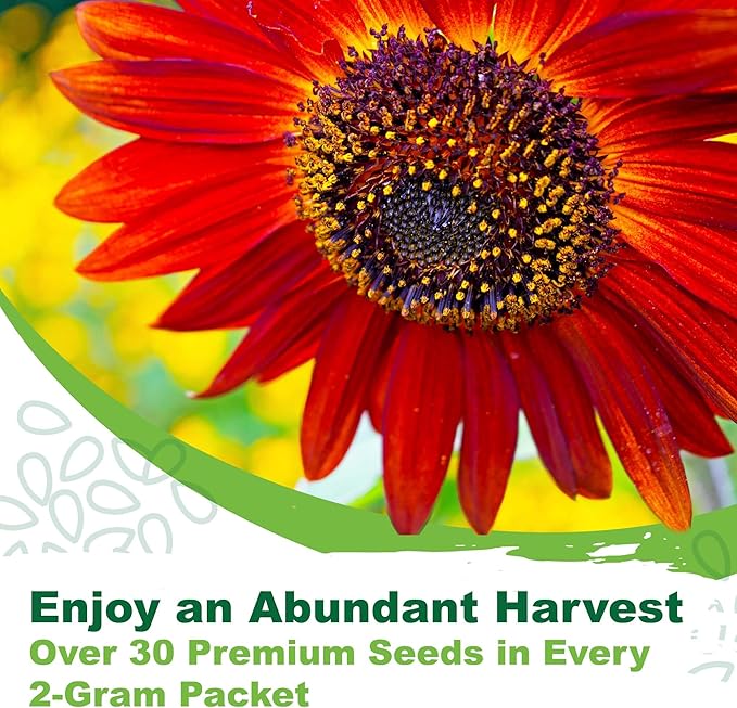 TKE Farms & Gardens - Chocolate Cherry Sunflower Seeds for Planting, 50+ Heirloom Non-GMO Seeds, Easy to Grow, Includes Planting Instructions, Enjoy Stunning Deep Red Blooms