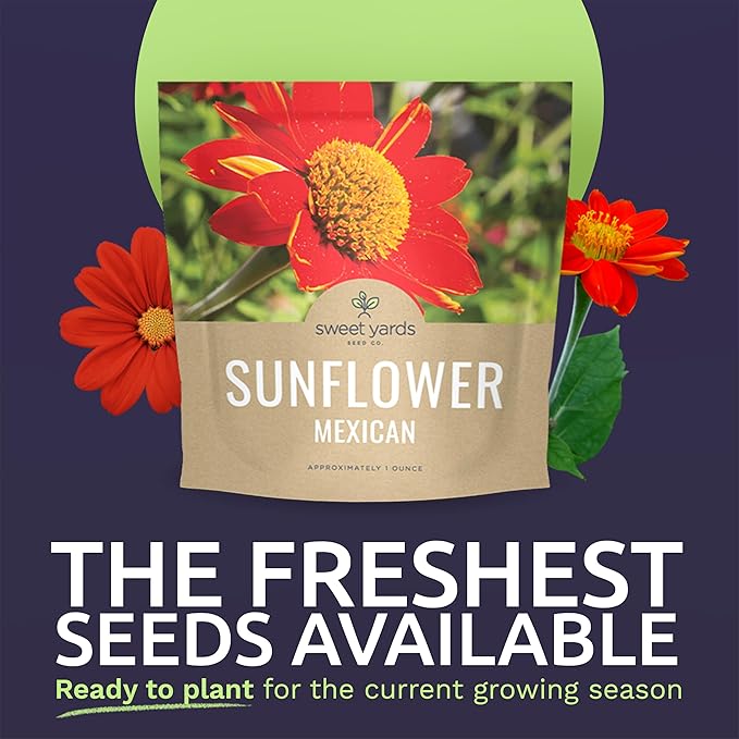 Mexican Sunflower Seeds – Extra Large Packet – Over 2,500 Open Pollinated Non-GMO Wildflower Seeds – Tithonia rotundifolia