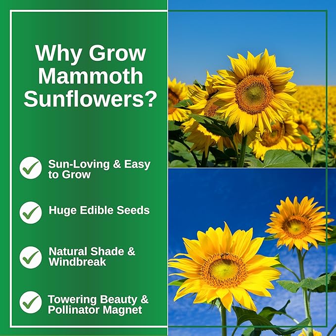 TKE Farms & Gardens - Mammoth Sunflower Seeds for Planting, 100+ Non-GMO Heirloom Seeds, Grow Towering Sunflowers with Giant Yellow Blooms, Includes Easy Instructions for a Stunning Outdoor Garden