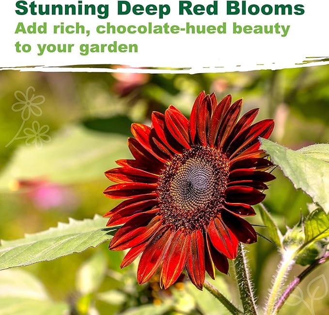 TKE Farms & Gardens - Chocolate Cherry Sunflower Seeds for Planting, 50+ Heirloom Non-GMO Seeds, Easy to Grow, Includes Planting Instructions, Enjoy Stunning Deep Red Blooms