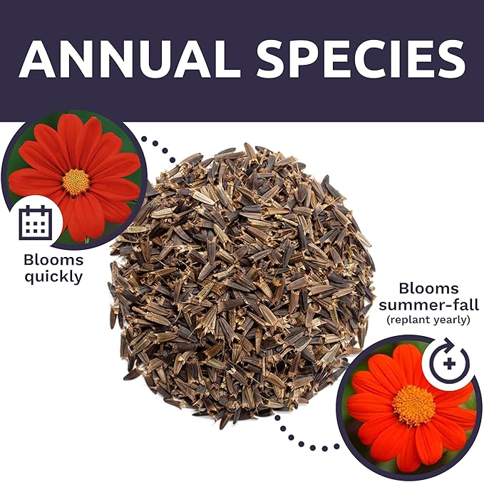 Mexican Sunflower Seeds – Bulk Quarter Pound Bag – Over 10,000 Open Pollinated Non-GMO Wildflower Seeds – Tithonia rotundifolia
