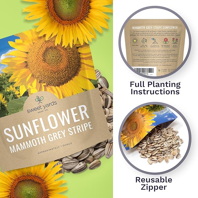 Mammoth Grey Stripe Sunflower Seeds for Planting – Extra Large Packet – Over 250 Open Pollinated Non-GMO Seeds – Helianthus annus