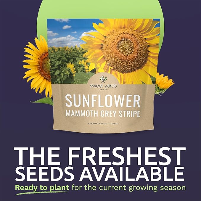 Mammoth Grey Stripe Sunflower Seeds for Planting – Extra Large Packet – Over 250 Open Pollinated Non-GMO Seeds – Helianthus annus
