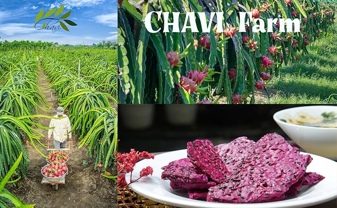 CHAVI Dragon Fruit Chips - Pack of 3 x 2 Oz - Healthy 1 Ingredient Superfood Snack - No Added Sugars or Preservatives - Non-GMO, Vegan, Gluten-Free (Pack of 3)??,<div>