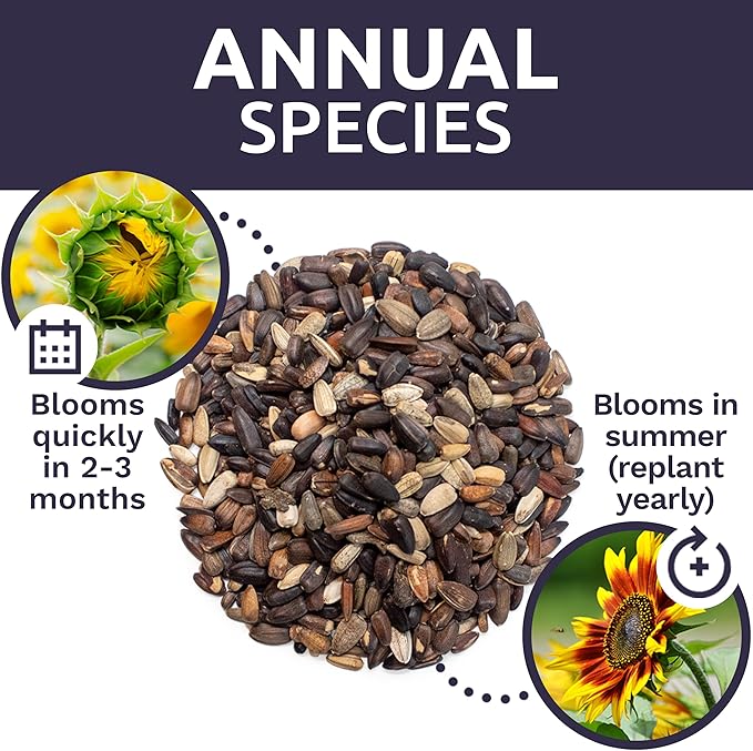 Autumn Beauty Sunflower Seeds – Extra Large Packet – Over 1,400 Open Pollinated Non-GMO Wildflower Seeds – Helianthus annus – Beautiful Shades of Gold, Bronze, Yellow, and Purple
