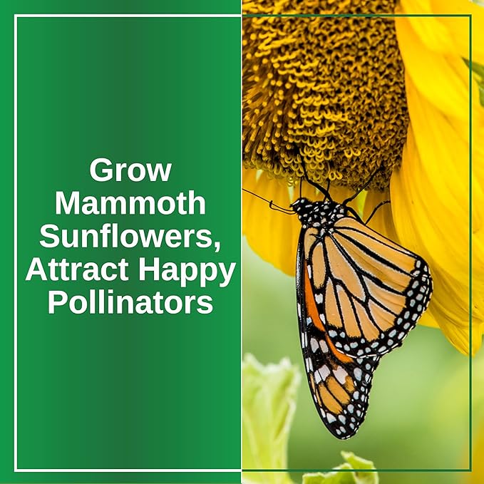 TKE Farms & Gardens - Mammoth Sunflower Seeds for Planting, 100+ Non-GMO Heirloom Seeds, Grow Towering Sunflowers with Giant Yellow Blooms, Includes Easy Instructions for a Stunning Outdoor Garden