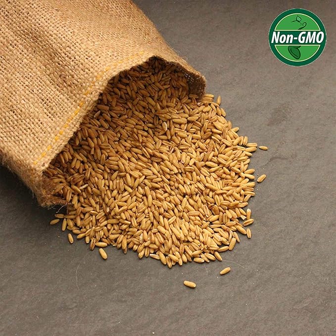 Organic Non-GMO Whole Oat Grain Seeds (With Husk Intact)- 1 Lb Re-Sealable Pouch- Oats Seed Grains, for Sprouting, Oat Grass, Animal Feed, Storage & More