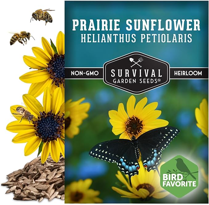 Survival Garden Seeds - Native Prairie Sunflower (Helianthus petiolaris) | Compact Drought Tolerant | Pollinator Magnet | Non-GMO Wildflower - 1 Pack