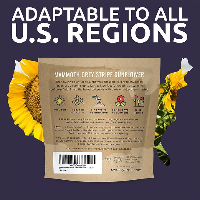 Mammoth Grey Stripe Sunflower Seeds for Planting – Extra Large Packet – Over 250 Open Pollinated Non-GMO Seeds – Helianthus annus
