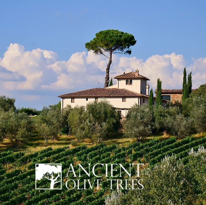 ANCIENT OLIVE TREES - Balsamic Vinegar | Aceto Balsamico di Modena IGP | Perfect for Any Sauce, Marinade, Salad, Fruit, or Vegetable Dish | 12.6 FL. OZ. | 1 CT