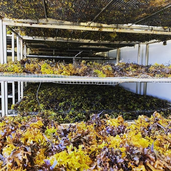 IRISH Sea Moss from Ireland | WILDCRAFTED | Chondrus Crispus | Raw Irish Moss | Golden