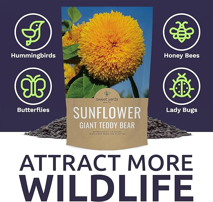 Giant Teddy Bear Sunflower Seeds - Bulk 1/4 Pound Bag - Over 5,000 Fresh Open Pollinated Non-GMO Flower Seeds - Helianthus annus - Unique Bloom Hundreds of Fluffy Yellow Petals