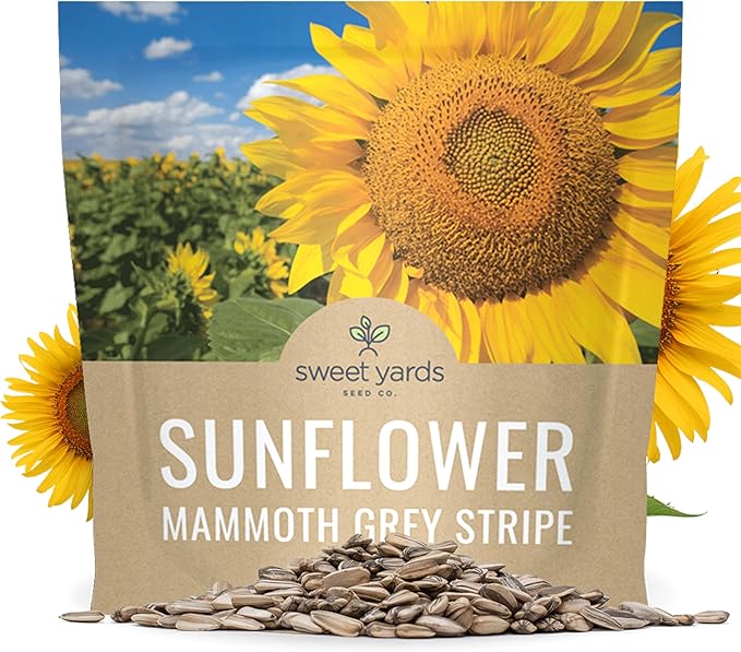 Mammoth Grey Stripe Sunflower Seeds for Planting – Extra Large Packet – Over 250 Open Pollinated Non-GMO Seeds – Helianthus annus