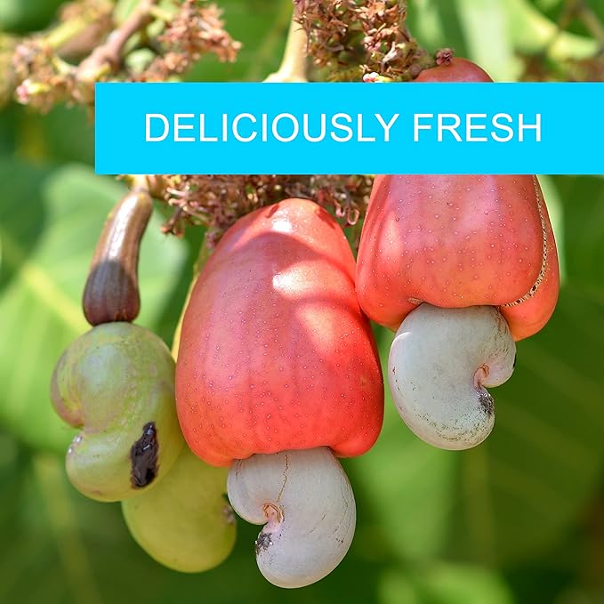 Cashews Roasted Salted - 32 oz 2 lbs | Whole Cashew Nut | Healthy Protein Snack | Natural Keto & Vegan Diet Friendly | Great for Cooking, Baking, Salads | Kosher | Jaybee's Nuts