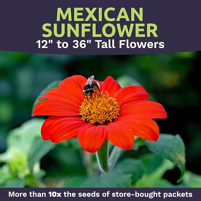 Mexican Sunflower Seeds – Bulk Quarter Pound Bag – Over 10,000 Open Pollinated Non-GMO Wildflower Seeds – Tithonia rotundifolia