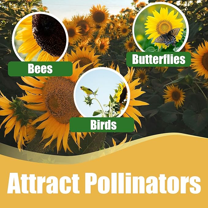 Park Seed Vincent’s Choice Sunflower Seeds – Pollen-Free Upward-Facing Golden Blooms, Easy to Grow Long-Season Variety for Cutting and Companion Gardens, Pack of 25