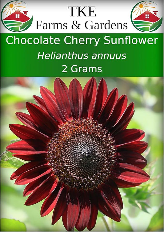TKE Farms & Gardens - Chocolate Cherry Sunflower Seeds for Planting, 50+ Heirloom Non-GMO Seeds, Easy to Grow, Includes Planting Instructions, Enjoy Stunning Deep Red Blooms