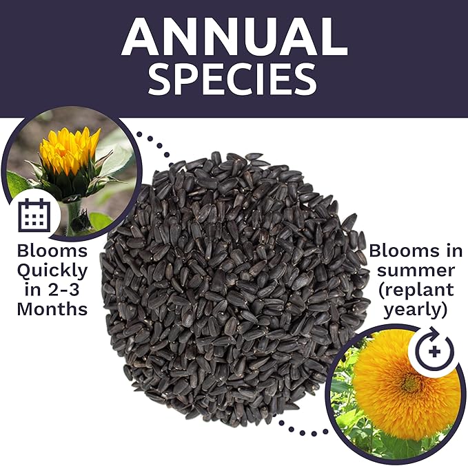 Giant Teddy Bear Sunflower Seeds - Bulk 1/4 Pound Bag - Over 5,000 Fresh Open Pollinated Non-GMO Flower Seeds - Helianthus annus - Unique Bloom Hundreds of Fluffy Yellow Petals