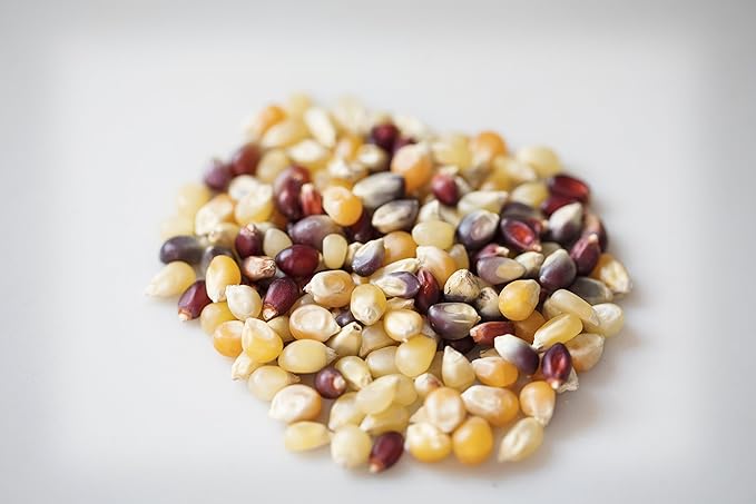Amish Country Popcorn | 50 lb Bag | Rainbow Popcorn Kernels | Old Fashioned, Non-GMO and Gluten Free (Rainbow - 50 lb Bag)
