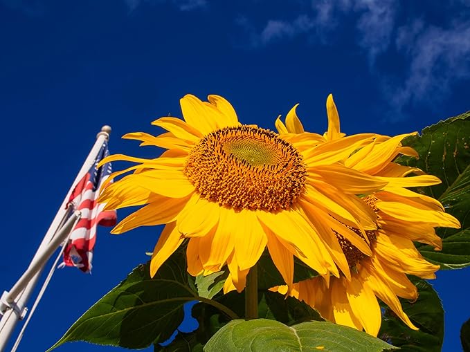 TKE Farms & Gardens - Mammoth Sunflower Seeds for Planting, 100+ Non-GMO Heirloom Seeds, Grow Towering Sunflowers with Giant Yellow Blooms, Includes Easy Instructions for a Stunning Outdoor Garden