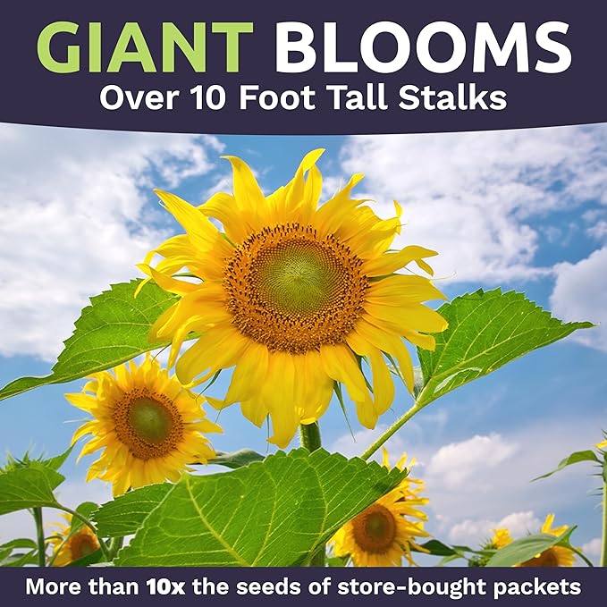 Mammoth Grey Stripe Sunflower Seeds for Planting – Extra Large Packet – Over 250 Open Pollinated Non-GMO Seeds – Helianthus annus