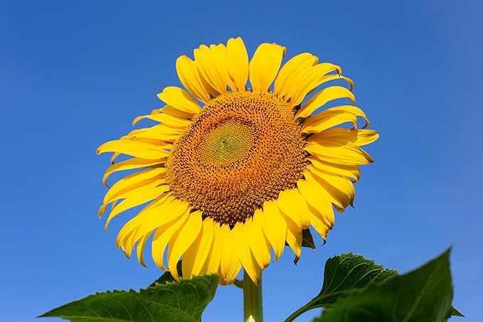 TKE Farms & Gardens - Mammoth Sunflower Seeds for Planting, 100+ Non-GMO Heirloom Seeds, Grow Towering Sunflowers with Giant Yellow Blooms, Includes Easy Instructions for a Stunning Outdoor Garden