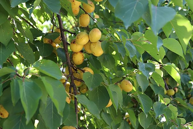 Arashan Apricots – Delicious Dried Apricot Fruit, MOST Delectable Dry Apricot In The World! Grown In The Ferghana Valley In Kyrgyzstan – Apricots Dried | Sundried, Pitted, No Sugar Added (1 LB)