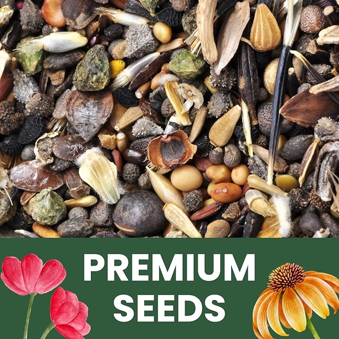 Black Mammoth Sunflower - Large 2,500mg Envelope - 30 Flower Seeds for Planting - Helianthus annuus