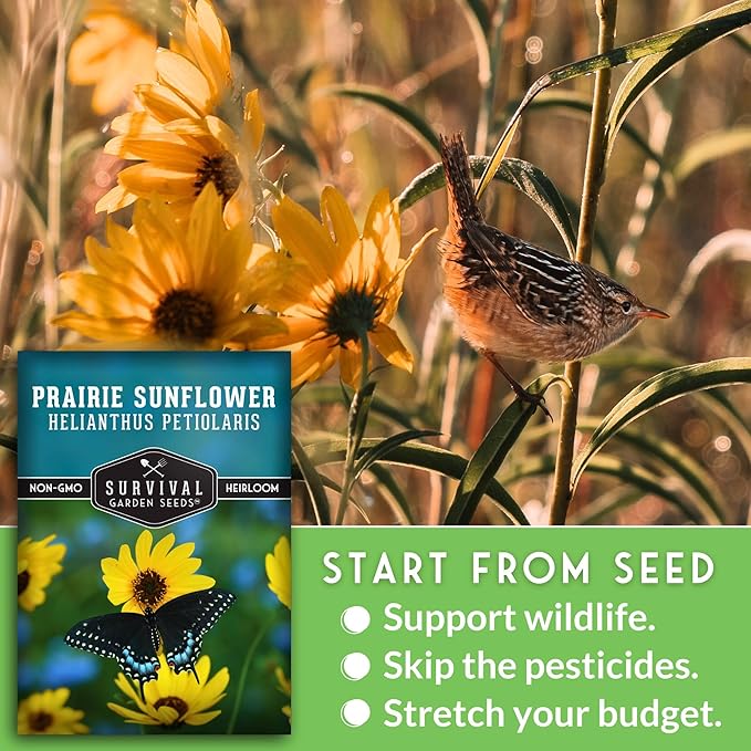 Survival Garden Seeds - Native Prairie Sunflower (Helianthus petiolaris) | Compact Drought Tolerant | Pollinator Magnet | Non-GMO Wildflower - 1 Pack