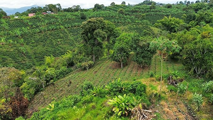 Single Origin Unroasted Green Coffee Beans, From Colombia, Specialty Grade, Finca Portezuel, Bourbon and Caturra Varietals (5 lbs, Colombia Honey Process)