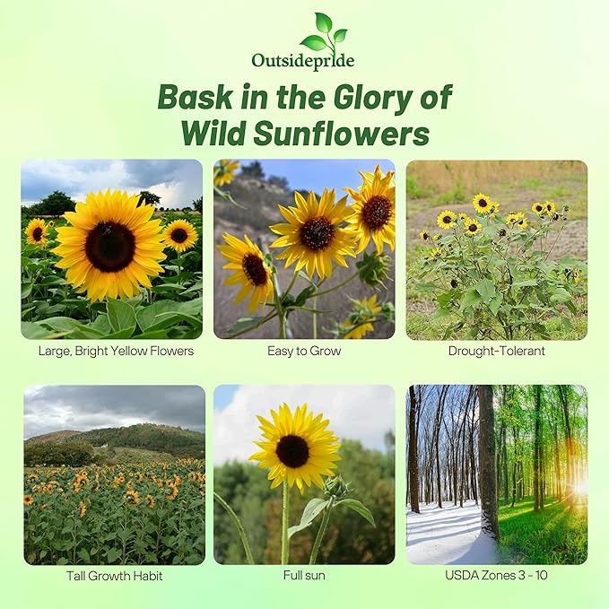 Outsidepride Wild Sunflower Seeds for Planting - 1000 Pcs Annual, Easy to Grow Flower Seeds w/Vibrant, Abundant Blooms for Cut Flower Arrangements & Pollinator & Vegetable Gardens