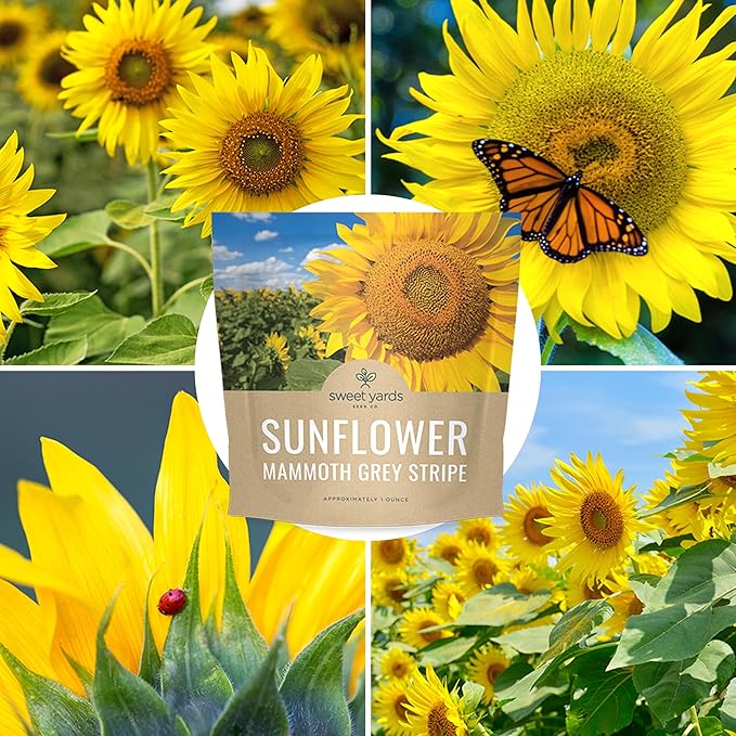 Mammoth Grey Stripe Sunflower Seeds for Planting – Extra Large Packet – Over 250 Open Pollinated Non-GMO Seeds – Helianthus annus
