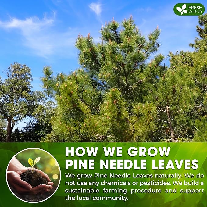 FreshDrinkUS, Pine Needle Tea Bags ??40 Tea Bags, Naturally Caffeine-Free, Refreshing Herbal Tea, Wild-Harvested Pine Leaves, Aromatic and Soothing ??Non-GMO & Eco-Friendly Packaging