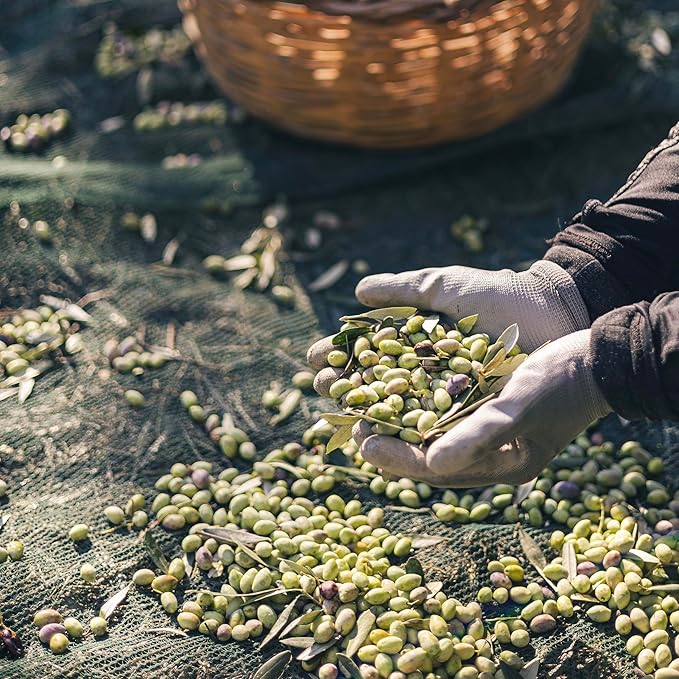 Yialós Extra Virgin Olive Oil from Greece ??2025 NYIOOC Winner | Small Batch, Single Estate, 100% Koroneiki | Cold Pressed, High Polyphenols | 500 mL Glass Bottle