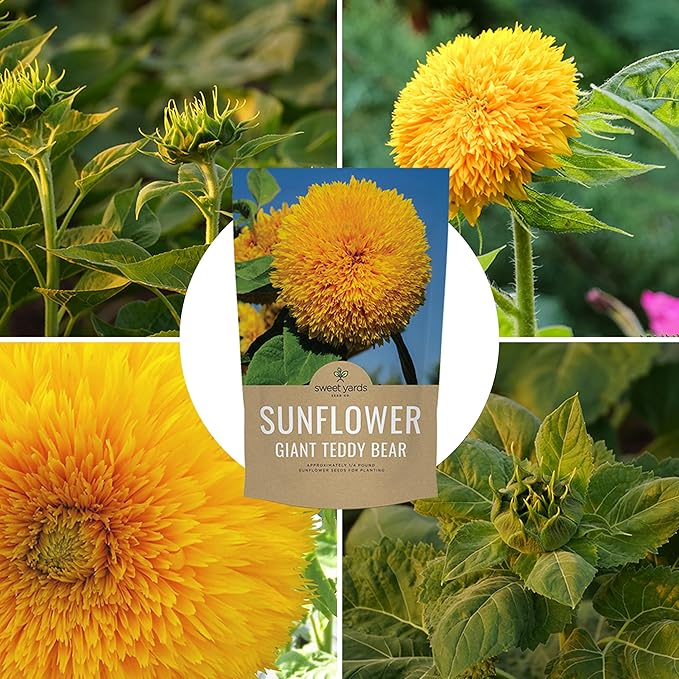 Giant Teddy Bear Sunflower Seeds - Bulk 1/4 Pound Bag - Over 5,000 Fresh Open Pollinated Non-GMO Flower Seeds - Helianthus annus - Unique Bloom Hundreds of Fluffy Yellow Petals