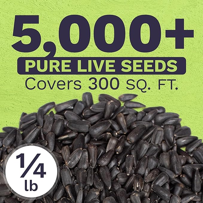 Giant Teddy Bear Sunflower Seeds - Bulk 1/4 Pound Bag - Over 5,000 Fresh Open Pollinated Non-GMO Flower Seeds - Helianthus annus - Unique Bloom Hundreds of Fluffy Yellow Petals