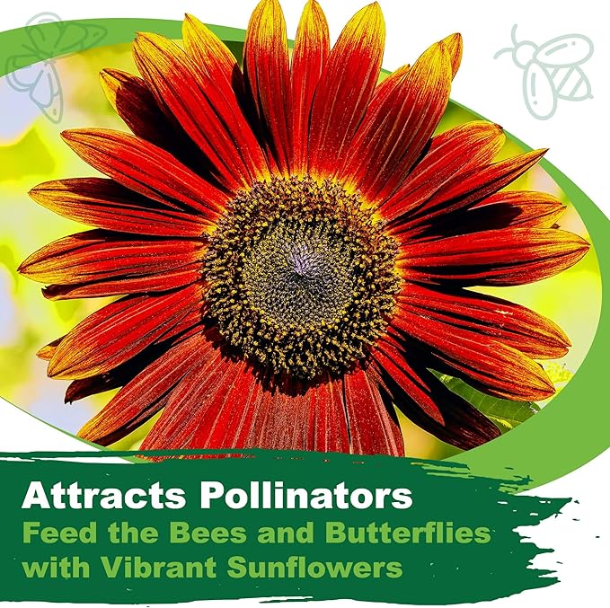 TKE Farms & Gardens - Chocolate Cherry Sunflower Seeds for Planting, 50+ Heirloom Non-GMO Seeds, Easy to Grow, Includes Planting Instructions, Enjoy Stunning Deep Red Blooms