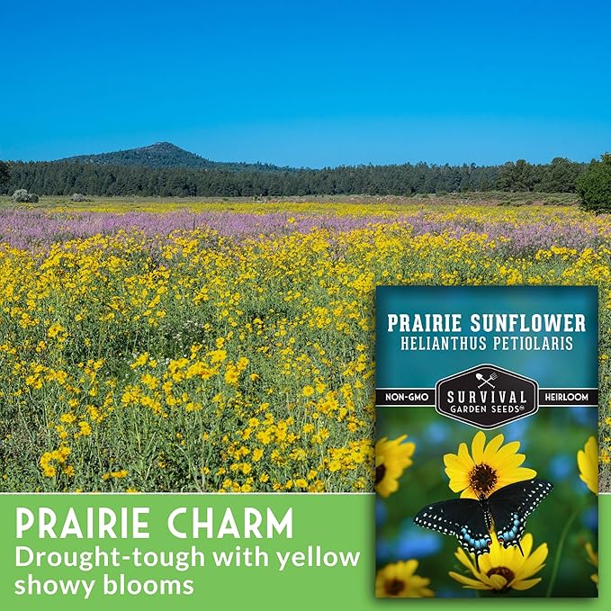 Survival Garden Seeds - Native Prairie Sunflower (Helianthus petiolaris) | Compact Drought Tolerant | Pollinator Magnet | Non-GMO Wildflower - 1 Pack