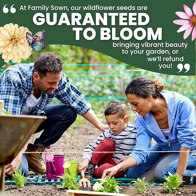 Black Mammoth Sunflower - Large 2,500mg Envelope - 30 Flower Seeds for Planting - Helianthus annuus