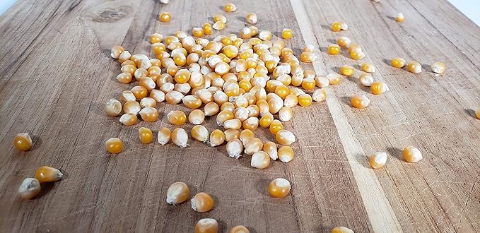 Princeton Popcorn Mushroom Popcorn Kernels Extra Large - Easy-Eating, Farmer Direct Non-GMO Gluten Free Bulk Popping Corn, Popcorn Kernels for Oil Pop or Hot Air, Microwave Air Popper or Stovetop 50lb Bag