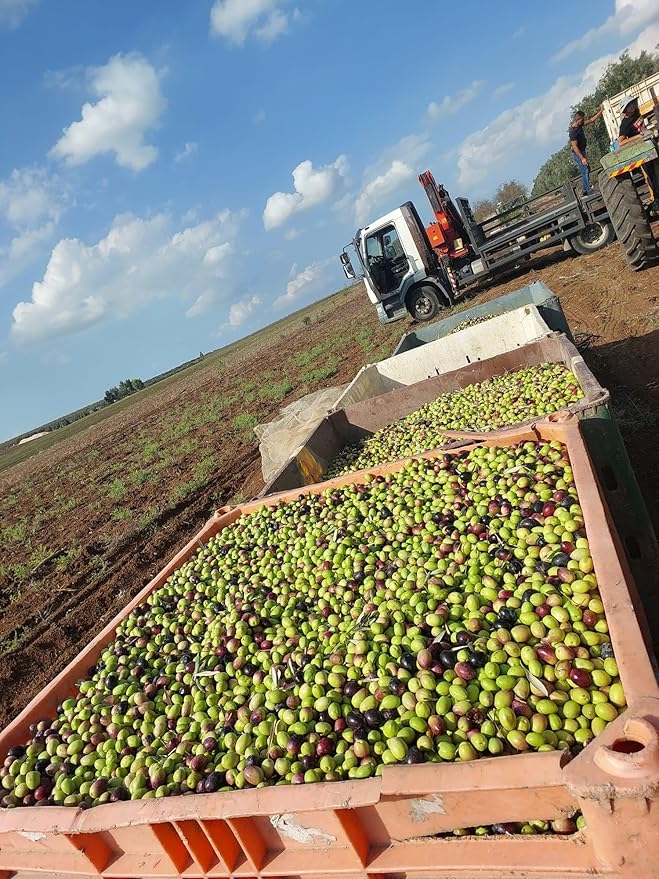 SINDYANNA OF GALILEE Virgin Olive Oil, Small Batches from Local Olives, Made in Israel 250ml (PICAL OIL)