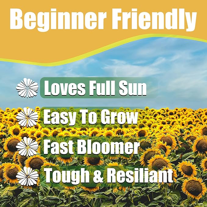Park Seed Soluna Lemon Yellow Sunflower Seeds – Light Yellow Blooms with Brown Centers, Compact 3-Foot Upright Plants for Beds and Bouquets, Easy to Grow Annuals, Pack of 50