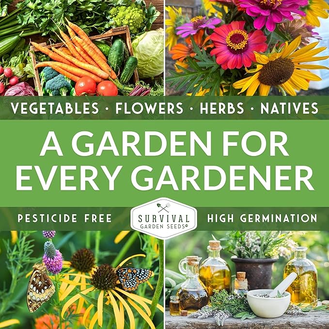 Survival Garden Seeds - Native Prairie Sunflower (Helianthus petiolaris) | Compact Drought Tolerant | Pollinator Magnet | Non-GMO Wildflower - 1 Pack