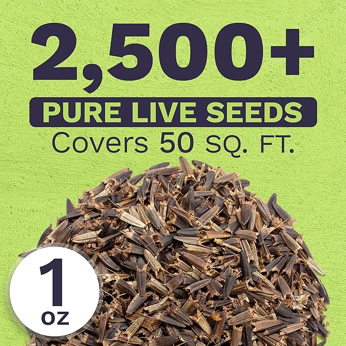Mexican Sunflower Seeds – Extra Large Packet – Over 2,500 Open Pollinated Non-GMO Wildflower Seeds – Tithonia rotundifolia